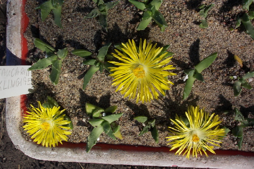 faucaria kingiae